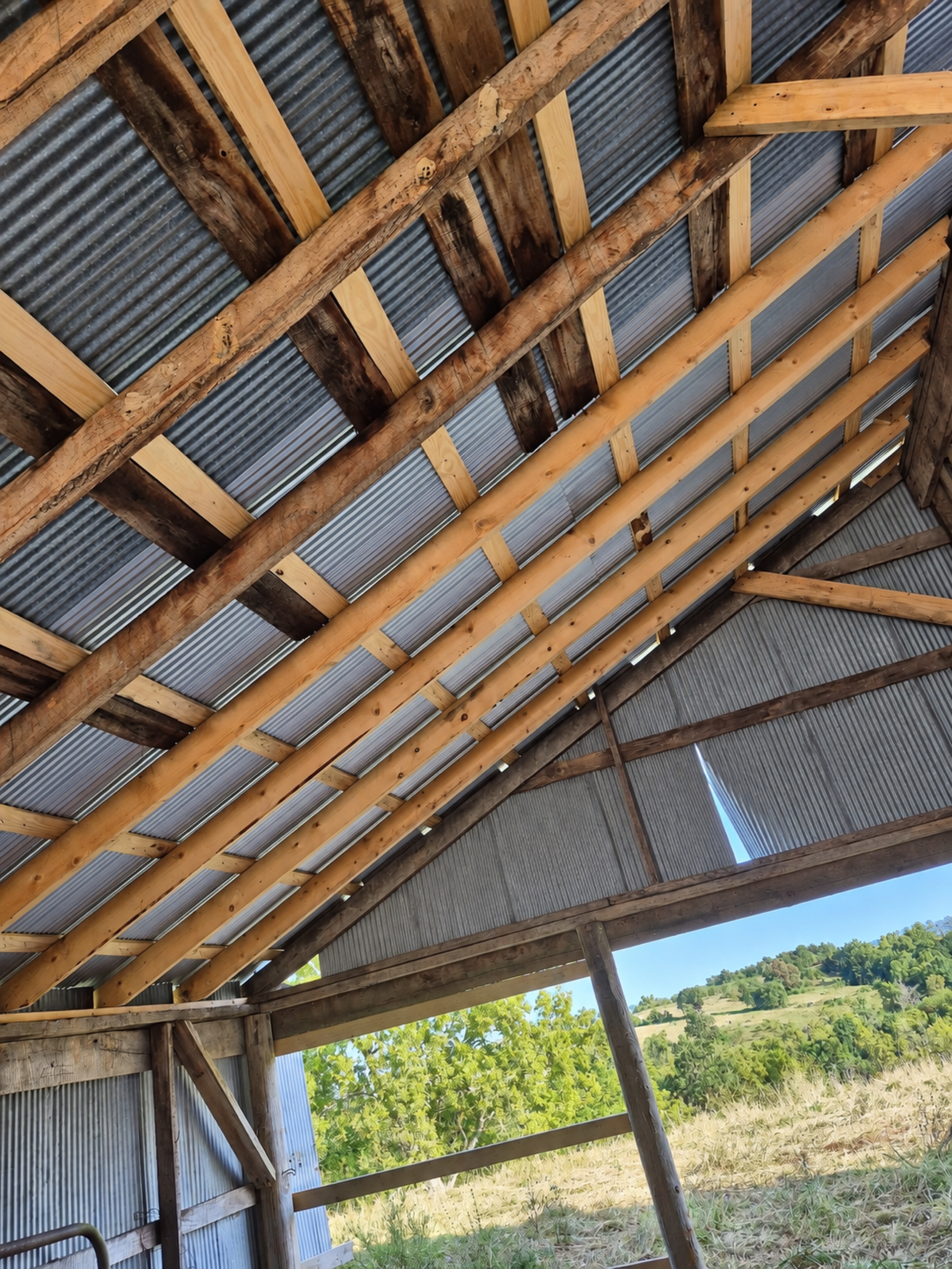 Interior view of corrugated barn roofing supported by existing and replacement timber members
